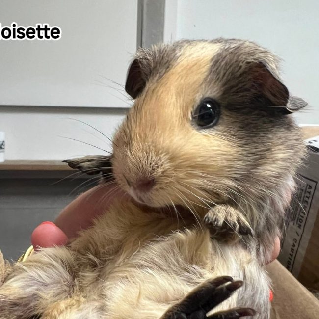 Noisette - Rongeur Autre rongeur à adopter