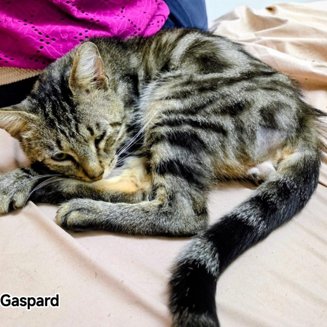 Gaspard - Chat Européen à adopter