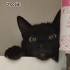 Chocolat zeytin