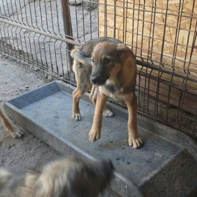 TAISS - Chien à adopter