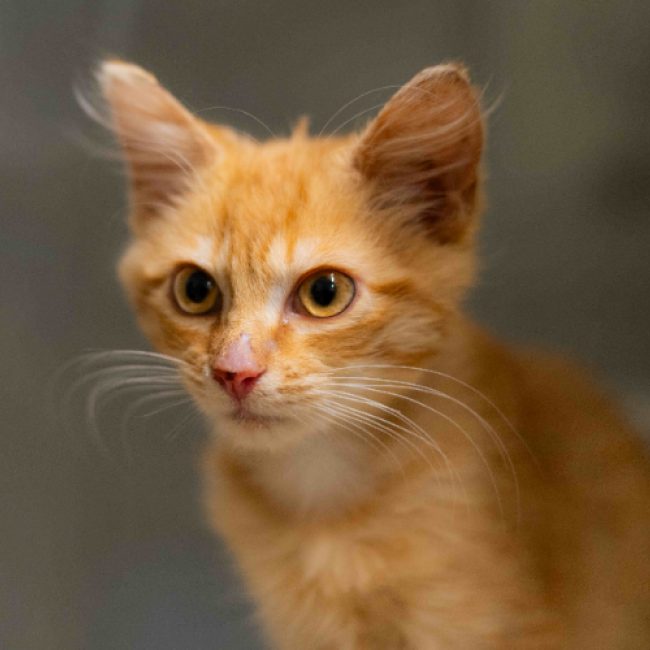 Safran - Chat Européen à adopter