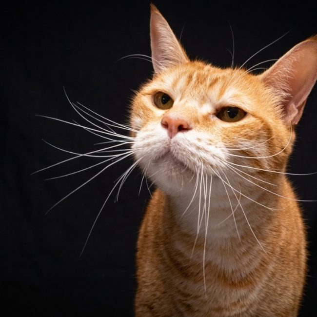 Brioche - Chat Européen à adopter
