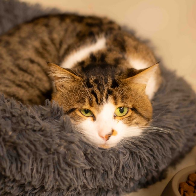 Moz - Chat Européen à adopter