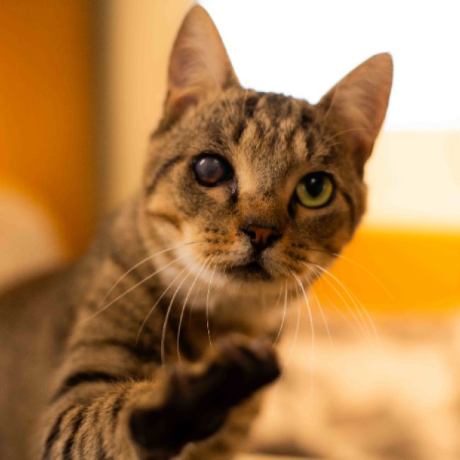 Balou - Chat Européen à adopter