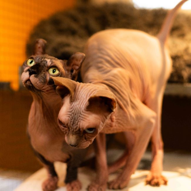 Hilda - Chat Sphynx à adopter