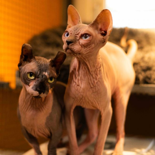 Artemis - Chat Sphynx à adopter