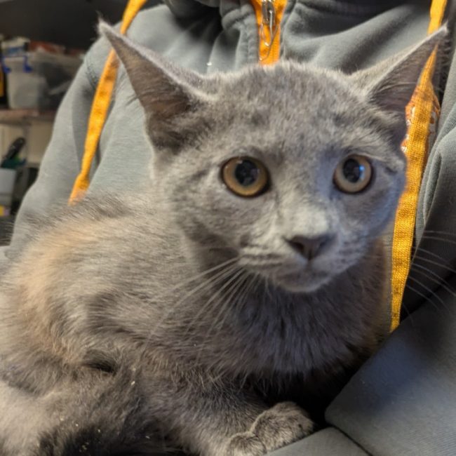 Silver - Chat Européen à adopter