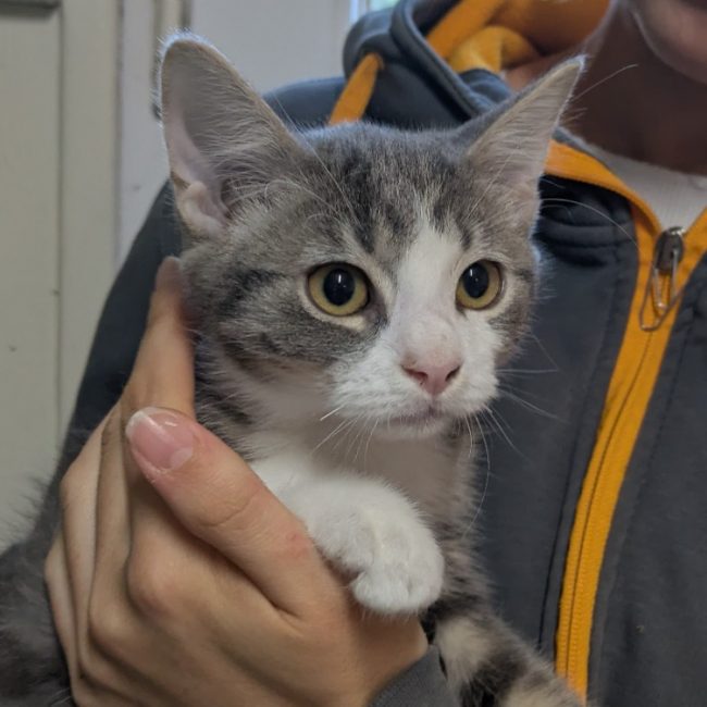 Zipette - Chat Européen à adopter