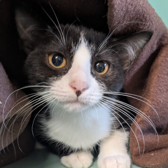 Beretta - Chat Européen à adopter