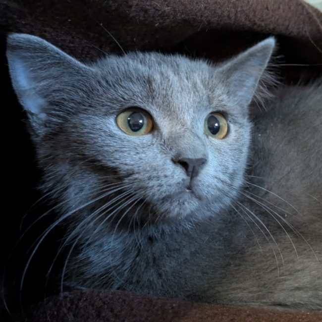 Princesse - Chat Européen à adopter