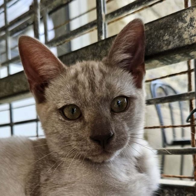 Haru - Chat Européen à adopter