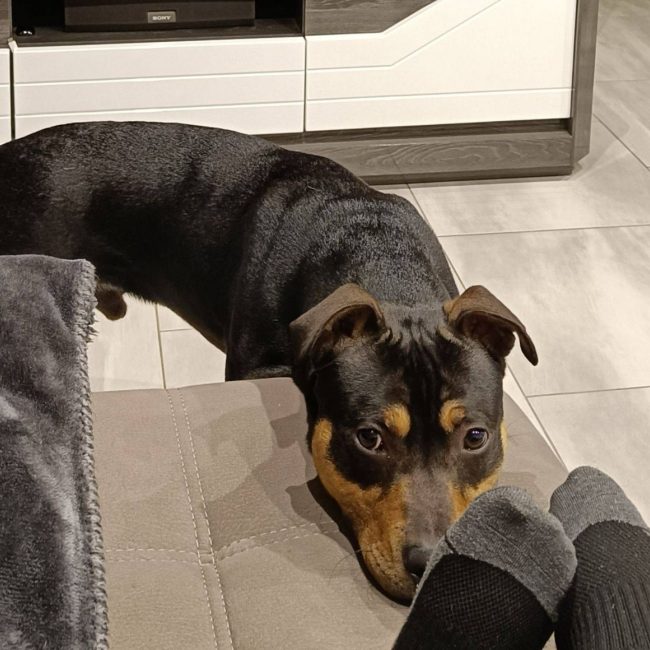 TCHOUPI - Chien à adopter