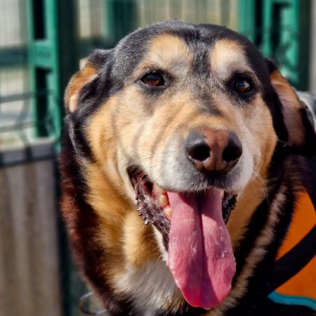 Lou - Chien à adopter