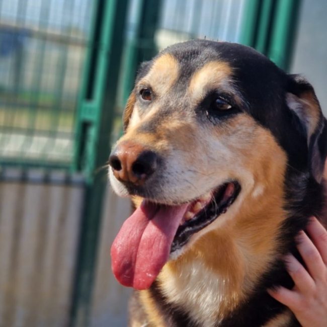 Lou - Chien à adopter