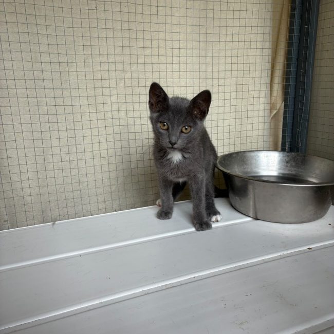 Bagherra - Chat Européen à adopter