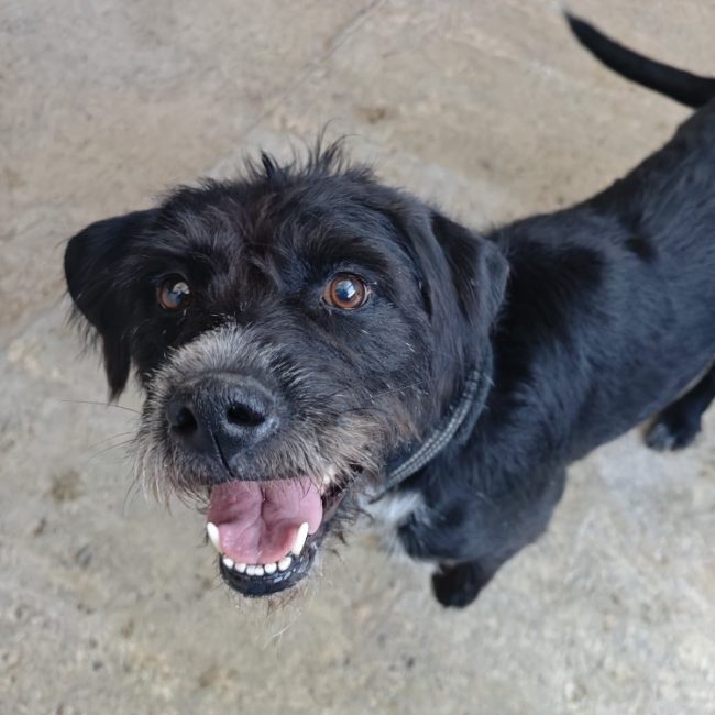 Rizzla - Chien Briquet Griffon Vendéen à adopter