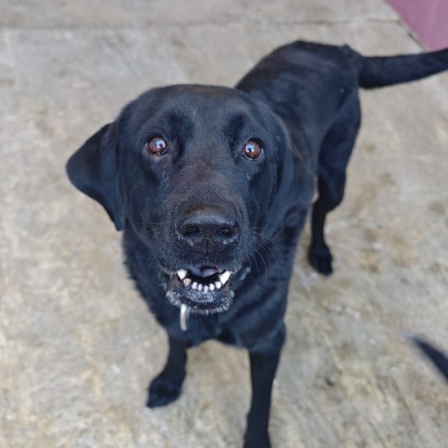 Olie - Chien à adopter