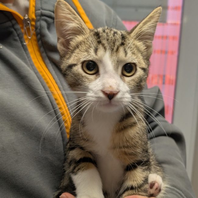 Jin - Chat Européen à adopter