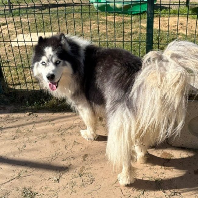 Cesar - Chien Husky Sibérien à adopter