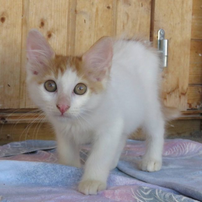 Kloe - Chat Européen à adopter