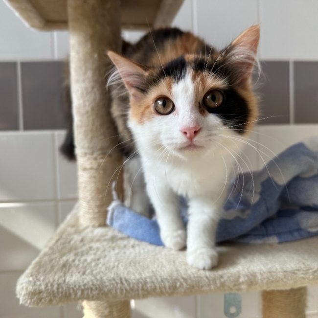 Hararei - Chat à adopter