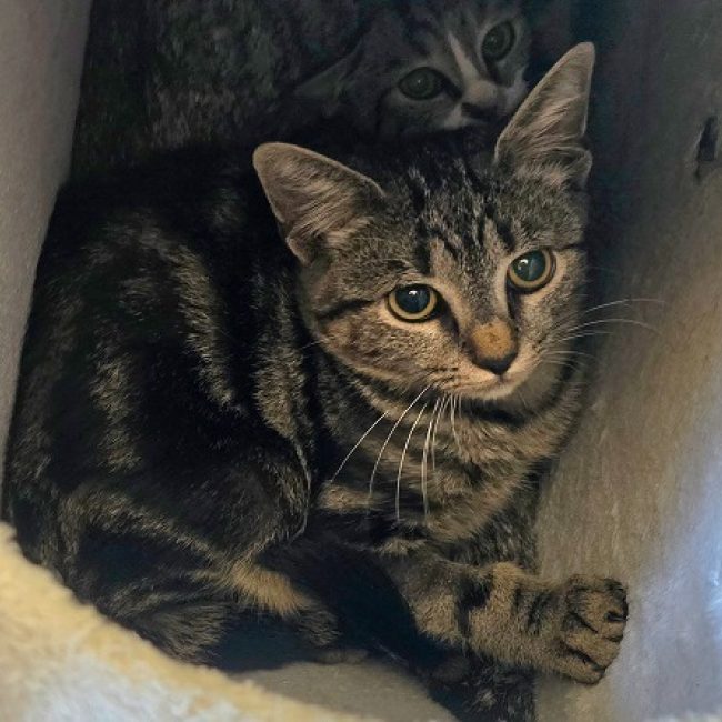 Bozo - Chat Européen à adopter