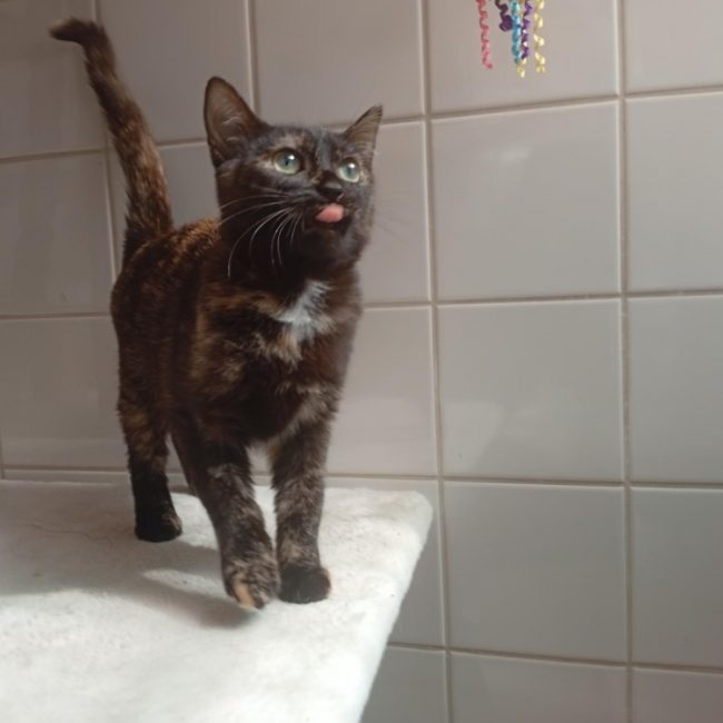 Preian - Chat à adopter