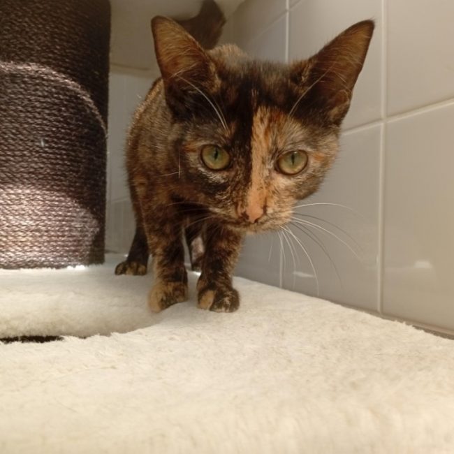 Isinmi - Chat à adopter