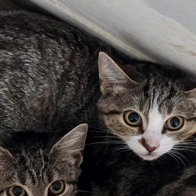 Bianca - Chat Européen à adopter