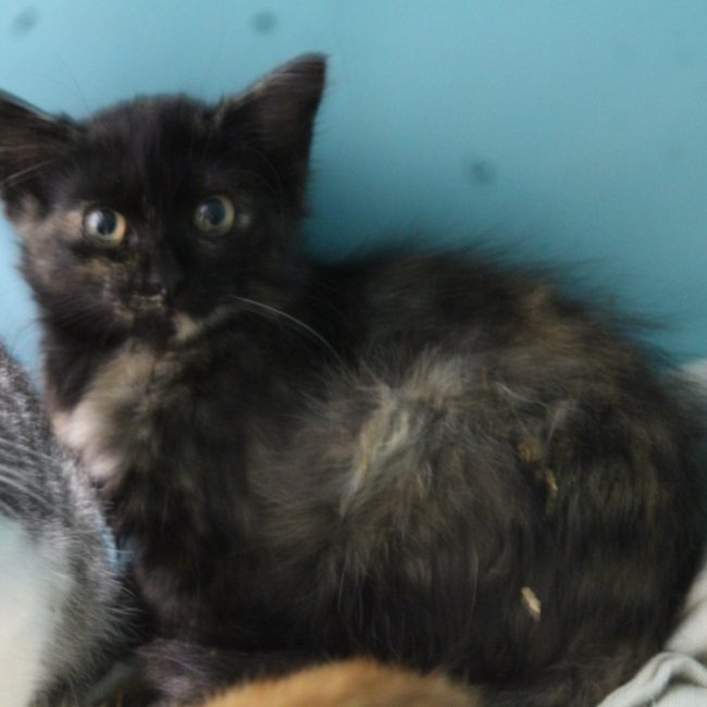 Saga - Chat Européen à adopter