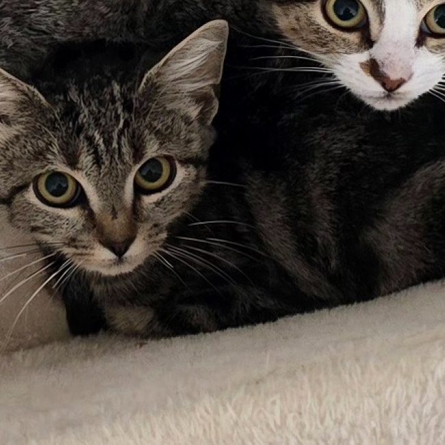 Betty - Chat Européen à adopter
