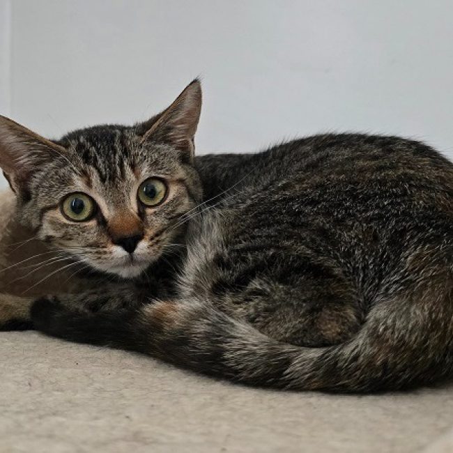 Canberra - Chat Européen à adopter
