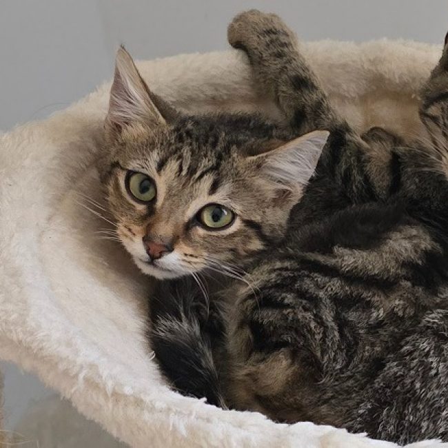 Stout - Chat Européen à adopter