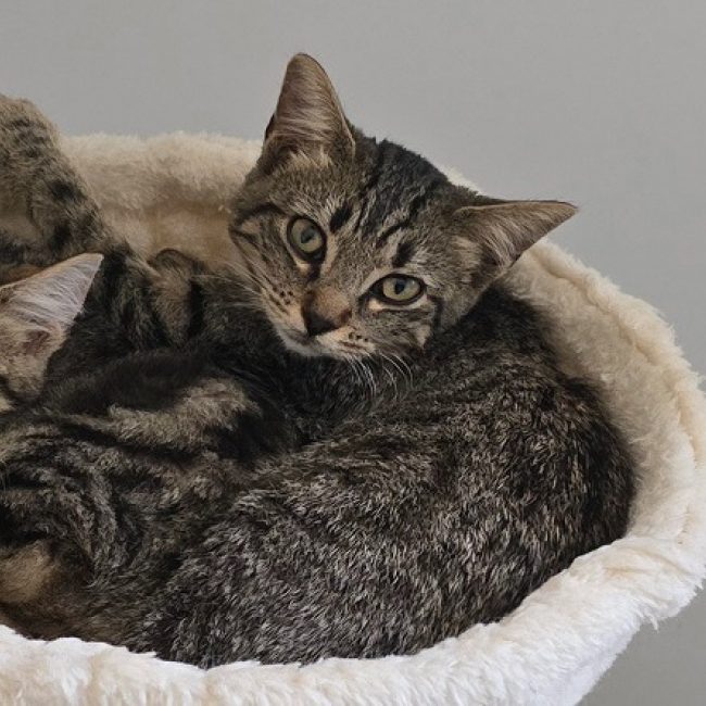 Ava - Chat Européen à adopter