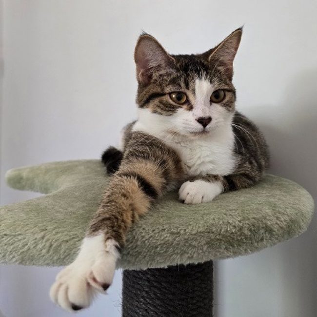 Luanda - Chat Européen à adopter