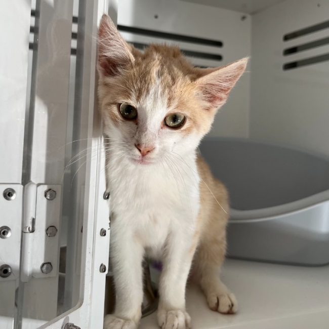 Eridan - Chat Européen à adopter