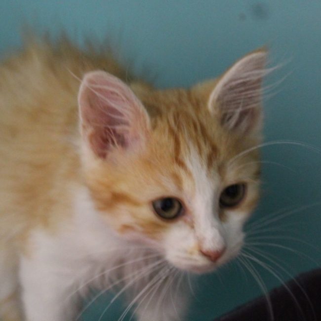 Sigma - Chat Européen à adopter