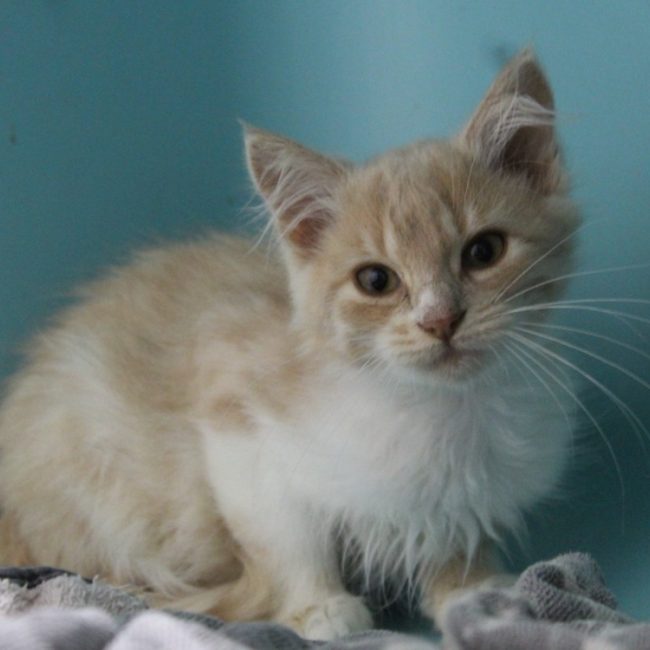 Siska - Chat Européen à adopter