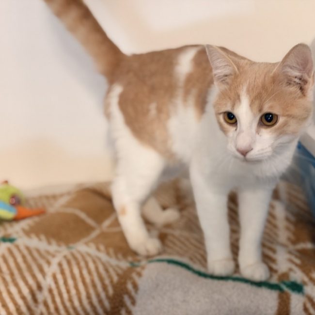 Tairn - Chat Européen à adopter