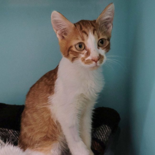Litchi - Chat Européen à adopter