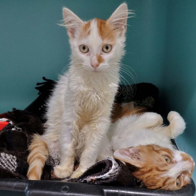 Luchino - Chat Européen à adopter