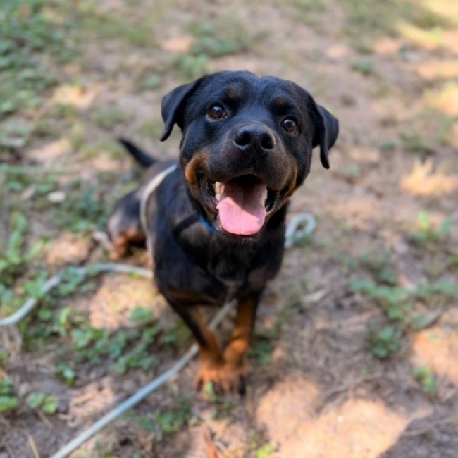 Rotti - Chien à adopter