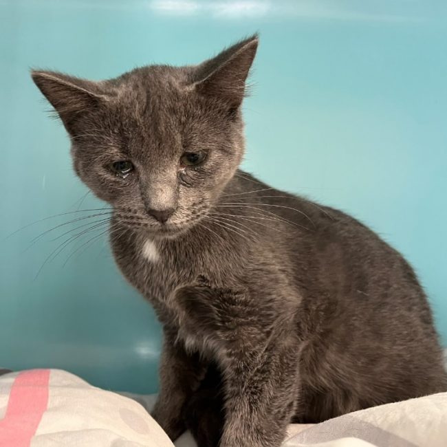 Goyave - Chat Européen à adopter