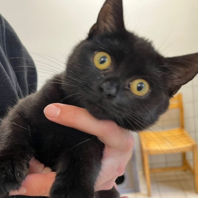 Bichette - Chat Européen à adopter