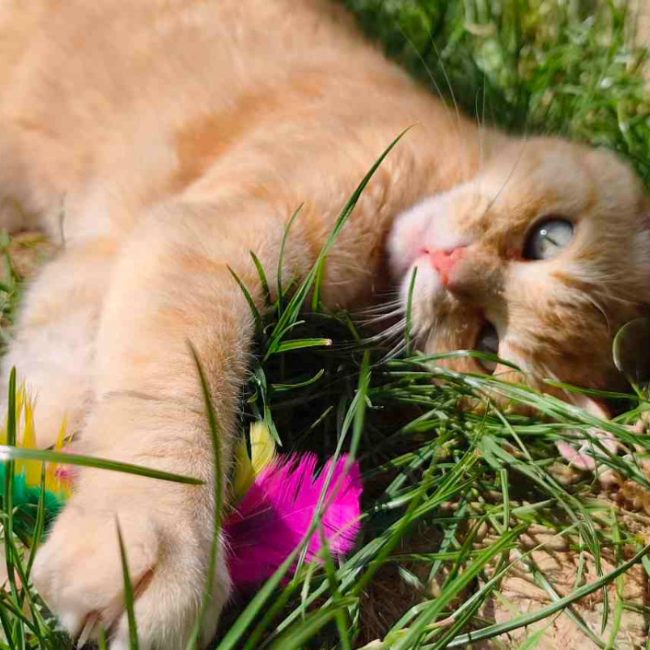 Nala - Chat Européen à adopter