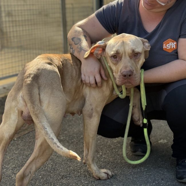 Butternut - Chien Bouledogue Américain à adopter