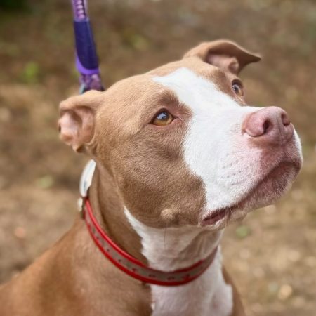 Maina - Chien Bouledogue Américain à adopter