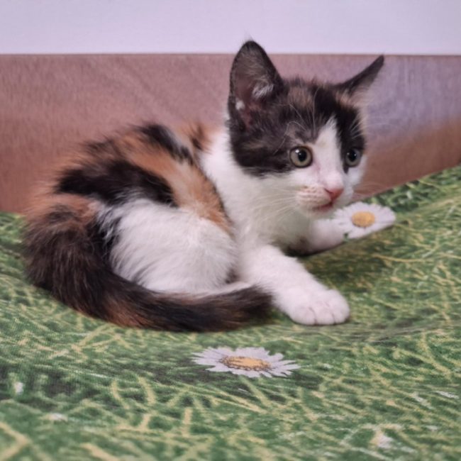 Tagada - Chat Européen à adopter