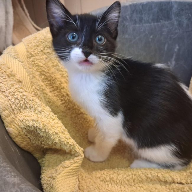 Schtroumpf - Chat Européen à adopter