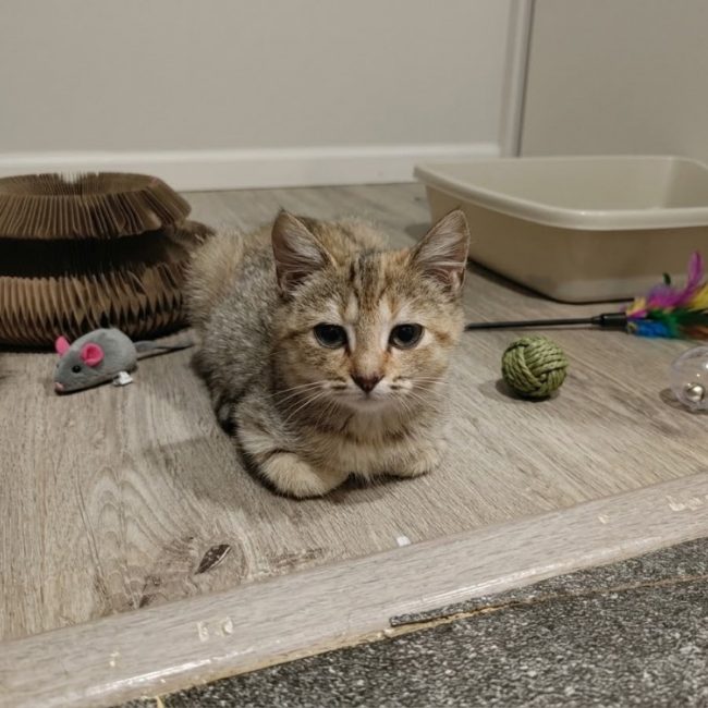 Lucky - Chat Européen à adopter